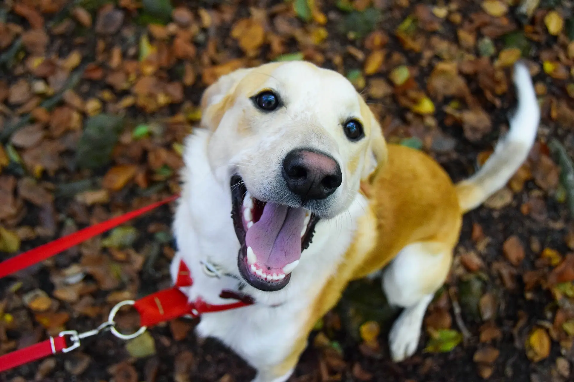 dog collars and harnesses
